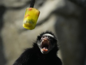 A spider monkey opens its mouth as frozen fruit is served at the BioParque do Rio amid a heat wave in Rio de Janeiro, Brazil, Friday, Sept. 22, 2023.