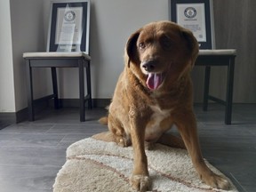 Bobi poses for a photo with his Guinness World Record certificates