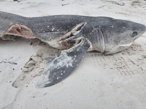 shark eaten by orca