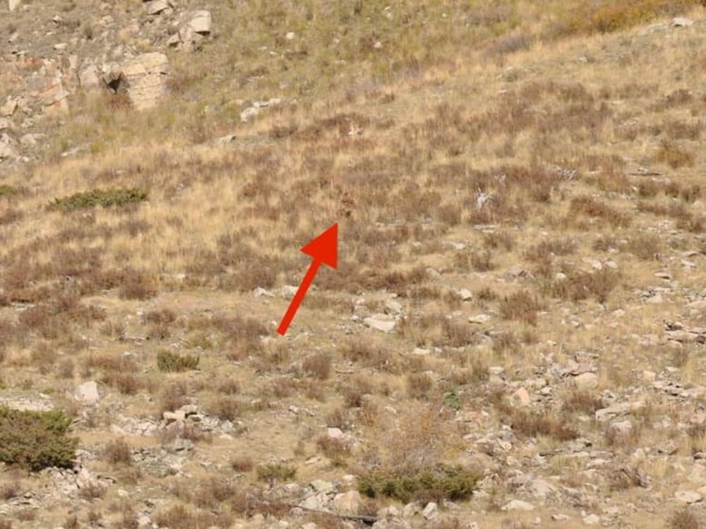 Is this evidence of Bigfoot in Colorado? – New York Post