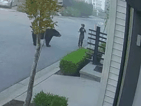 B.C. black bear approaches boy on scooter