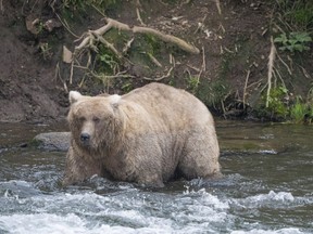 In this photo provided by the National Park Service is Grazer, the winner of the 2023 Fat Bear Contest, at Katmai National Park, Alaska on Sept. 14, 2023. The park holds an annual contest in which people logging on to live webcams in park pick the fattest bear of the year. Grazer had 108,321 votes to handily beat Chunk, who has 23,134 votes, in the Oct. 10, 2023, finals.