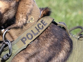 A 2016 file photo of an Ontario police dog. Edmonton police are investigating whether a canine unit was responsible for the "serious" injuries an arrestee suffered during an incident Oct. 16, 2023.