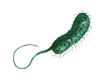 Scientists are studying the link between bacteria and brain development.