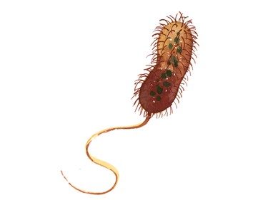 Scientists are studying the link between bacteria and brain development.