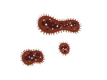 Scientists are studying the link between bacteria and brain development.