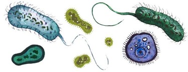 Scientists are studying the link between bacteria and brain development.