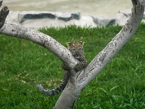 Photographed from behind a glass, a leopard cub climbs a tree at the Park of Legends Zoo in Lima, Peru, Wednesday, Oct. 4, 2023. A pair of three-month-old male and female leopard cub siblings, who are yet to be named, were presented to the public.