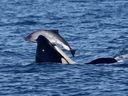 Southern Resident killer whale L119 holding in its mouth a harbor porpoise calf that was eventually drowned by several orcas on Sept. 21, 2016.