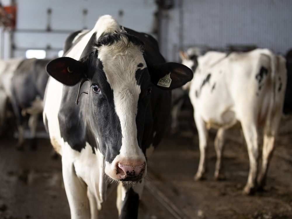 NextImg:Andrew Richter: Keeping supply management is economic suicide