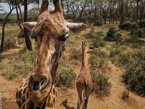 Getting up close and personal with giraffes in Kenya.