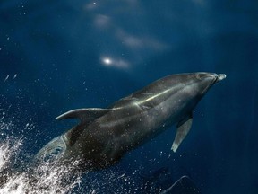 Dolphins Amazon