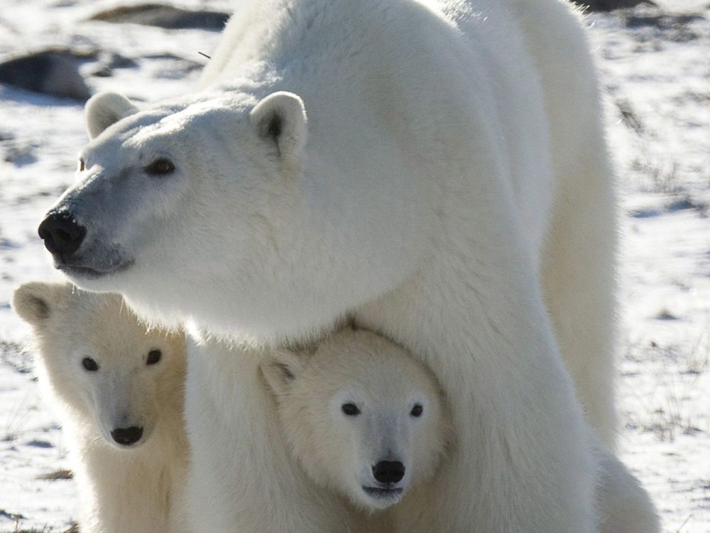 Two polar bears kill worker at Far North air defence site