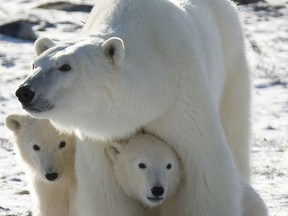 Polar bears