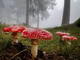 Mushrooms large and small, tasty and toxic, are popping up across British Columbia this year in what experts say is a bumper crop of fungi.