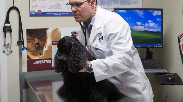 Veterinarians left out of legal cannabis framework, groups say