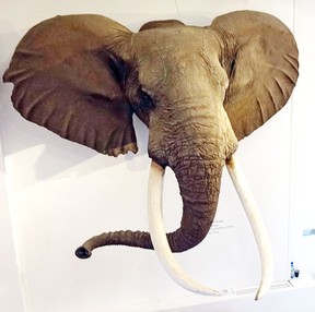 Elephant head