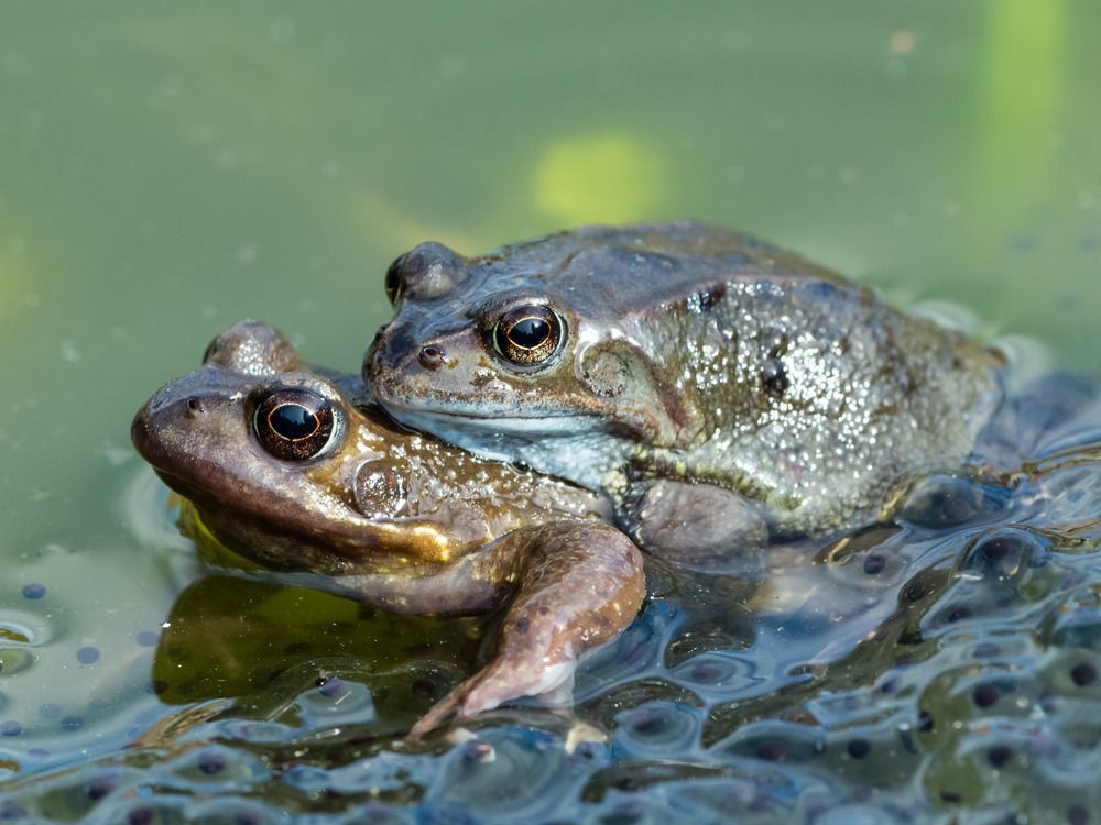 Female frogs fake death to evade unwanted male attention, study shows