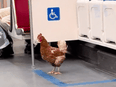 TTC chicken