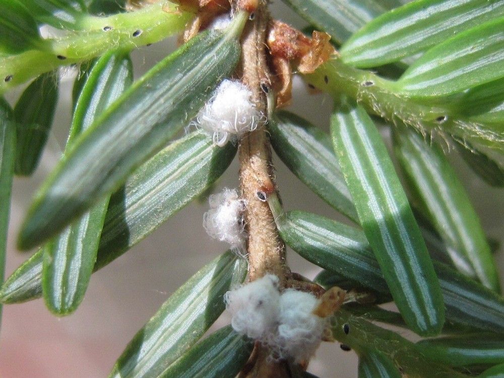 Tiny B.C. beetle brought to N.S. woods to devour invasive insect ...