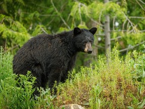A black bear attacked a woman in Salmon Arm on Nov. 21, 2023.