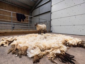 Fiona the sheep