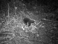 long-beaked echidna