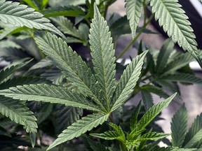 FILE - Marijuana plants are seen at a growing facility in Washington County, N.Y., May 12, 2023. New York cannabis regulators on Monday, Nov. 27, approved a deal to settle lawsuits that have blocked recreational marijuana shops from opening, as officials move to restart the state's troubled legal market.