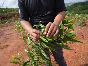 Teddy Lee Concepcion, an employee of the GROW Initiative, shows one of the trees that was planted as part of an effort to restore a watershed in southern Guam. ]