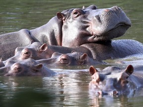 FILE - Hippos float in the lagoon at Hacienda Napoles Park, once the private estate of drug kingpin Pablo Escobar who imported three female hippos and one male decades ago in Puerto Triunfo, Colombia, Thursday, Feb. 4, 2021. Colombia will try to control its population of more than 100 hippopotamuses through surgical sterilization, the transfer of hippos to other countries and possibly euthanasia, the government said Thursday, Nov. 2, 20223.