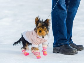 Keep those paws protected this winter.