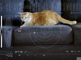 NASA Cat video