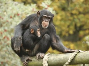 Are apes missing old mates and relatives they’re no longer with? Are they replaying past events? Imagining the good times they’ve had, or the bad?