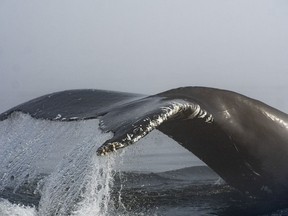 The tail of a humpback whale comes out in the morning fog on the Saint-Lawrence River in Tadoussac, Que., Tuesday, Aug. 11, 2020. A national strategy to protect animals from noise in Canada's oceans has been delayed, while researchers say a report commissioned by the Department of National Defence could help in planning a path forward.