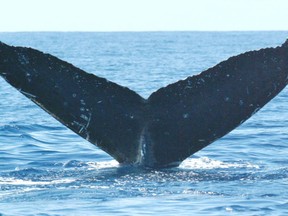 Twain the humpback whale