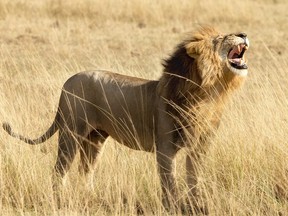 lion in Kenya