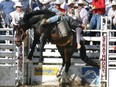 Quitam, TX bareback rider Josh Cole got all he could handle aboard Grated Coconut as they launched out of the chutes during the Strathmore Heritage Days Stampede on August 2, 2007.