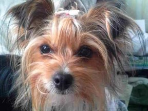 Zeva the Yorkie dog.
