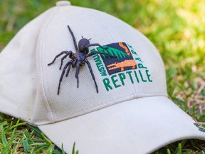 A male Sydney funnel-web spider.