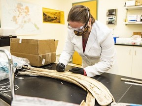 Karen Spaleta, deputy director of the Alaska Stable Isotope Facility and co-author of the study, takes a sample from a mammoth tusk found at the Swan Point archeological site in the Alaska interior in an undated handout photo.