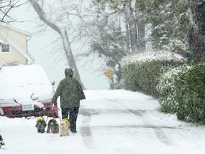 Snow falls as a woman and her dogs walk through an alley way in Victoria, Thursday, Jan. 18, 2024.