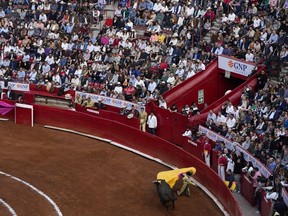 A bullfighter performs during a bullfight at the Plaza Mexico, in Mexico City, Sunday, Jan. 28, 2024. Bullfighting returned to Mexico City after the Supreme Court of Justice overturned a 2022 ban that prevented these events from taking place in the capital.