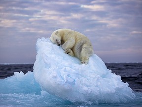 A young polar bear rests on an ice floe.
