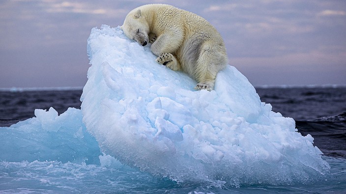 Polar bear image captures wildlife photo of the year award