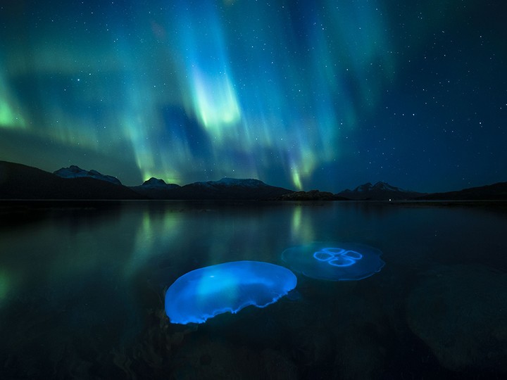  Aurora Jellies by Audun Rikardsen, Norway. Location: Tromsø, Northern Norway Technical details: Canon EOS-1D X + Laowa 12mm f2.8 lens; 34 sec at f2.8–22 (changed during exposure); ISO 1600; two Canon 600 flashes in underwater housing.