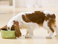 puppy eating food