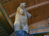 Stolen polar bear