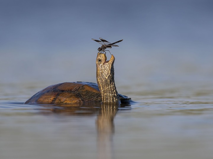  The Happy Turtle by Tzahi Finkelstein, Israel. Location: Jezreel Valley, Israel Technical details: Nikon D500 + 500mm f4 lens; 1/3200 at f5.6 (-0.3 e/v); ISO 320.