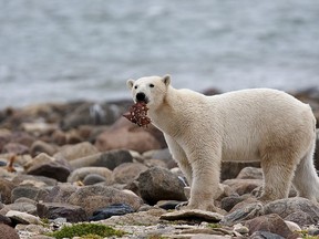 FILE - A male polar bear eats a piece of whale meat as it walks along the shore of Hudson Bay near Churchill, Manitoba, Aug. 23, 2010. With Arctic sea ice shrinking from climate change, many polar bears have to shift their diets to land during parts of the summer, a new study suggests.