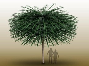 a model of a Sanfordiacaulis tree